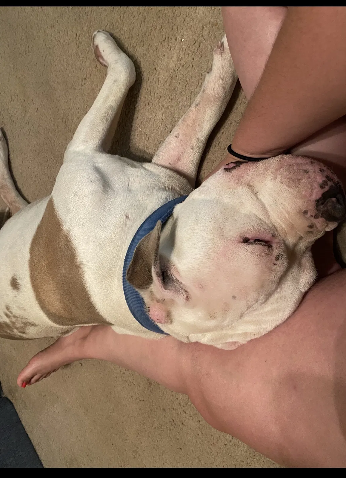 Lost dog in Elmendorf, TX, 78112