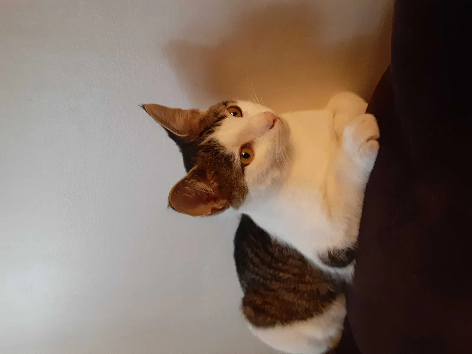 Lost cat in Chicago, IL, 60608