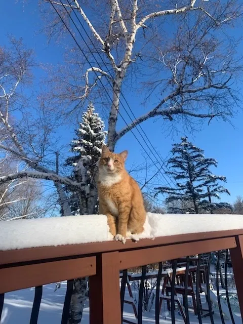 Lost cat in Saint Paul, MN, 55112