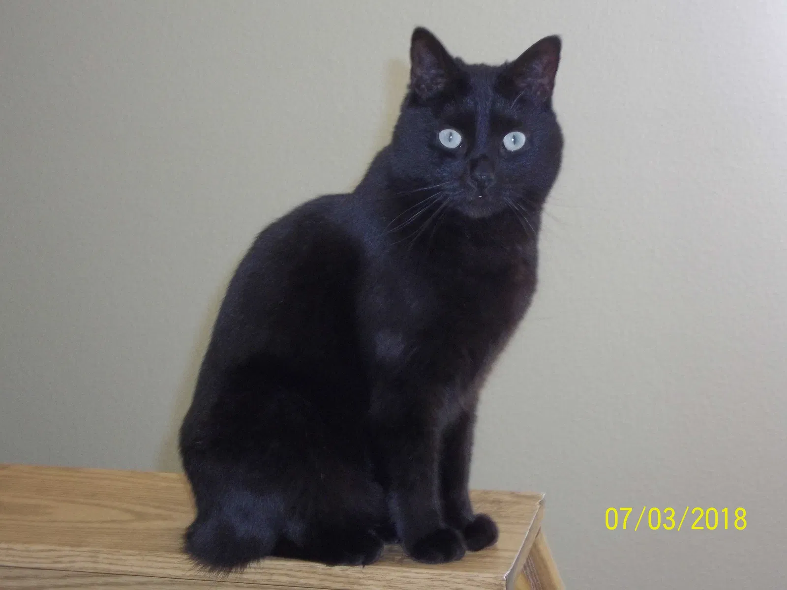 Lost cat in Auburn, WA, 98002