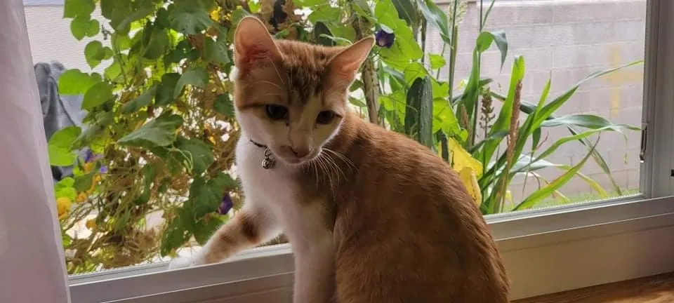Lost cat in Las Vegas, NV, 89104