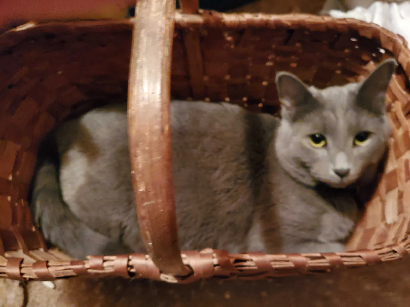 Lost cat in Mason, MI, 48854