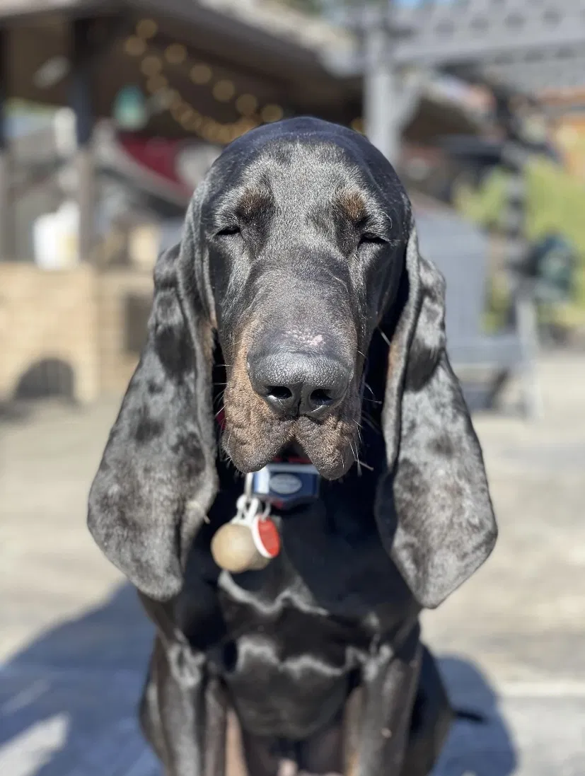 Lost dog in Massillon, OH, 44646