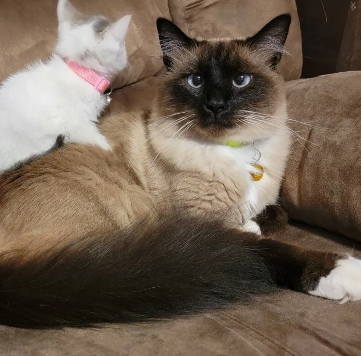 Lost cat in Covington, GA, 30016
