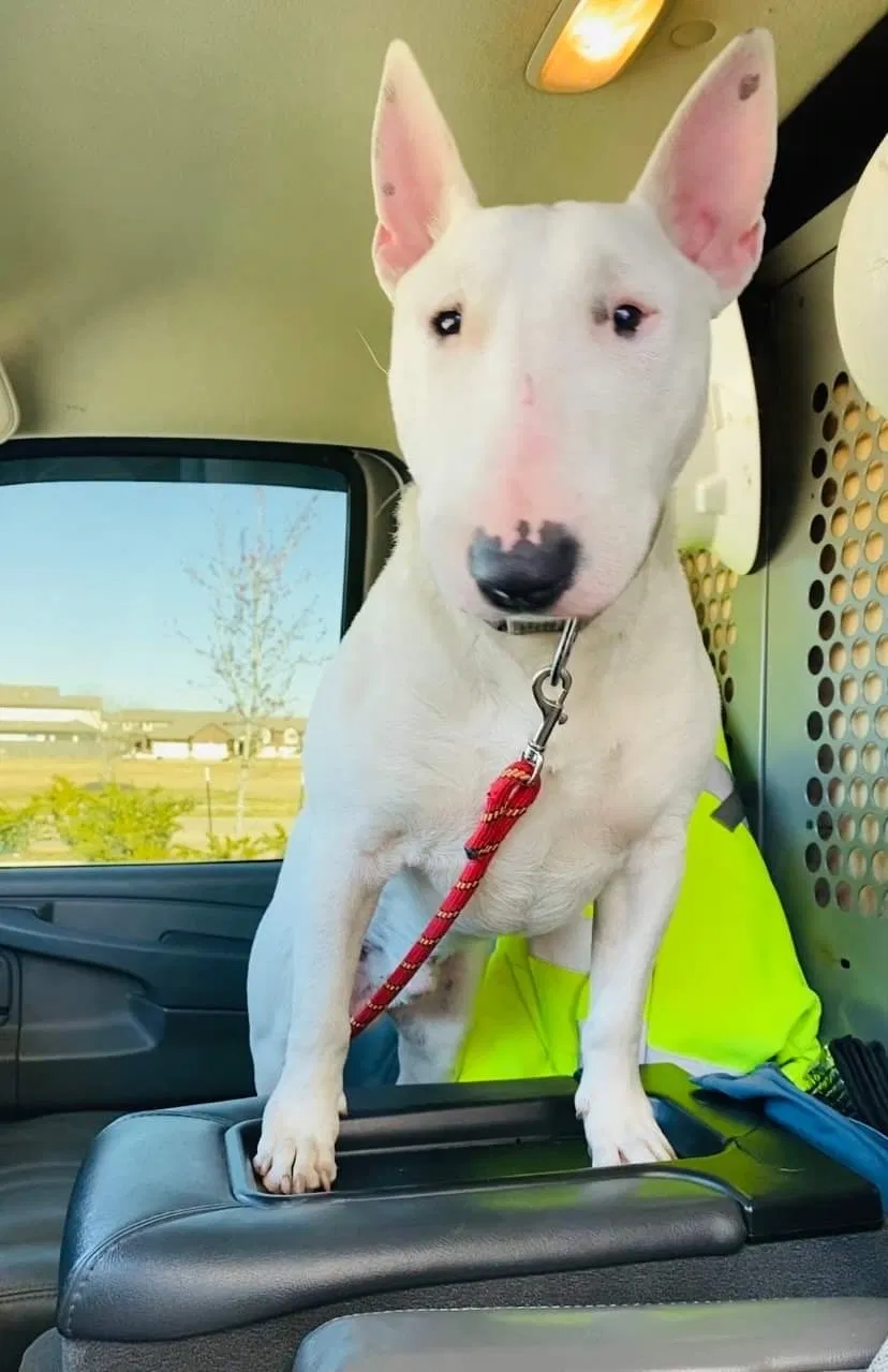 Lost dog in Houston, TX, 77049