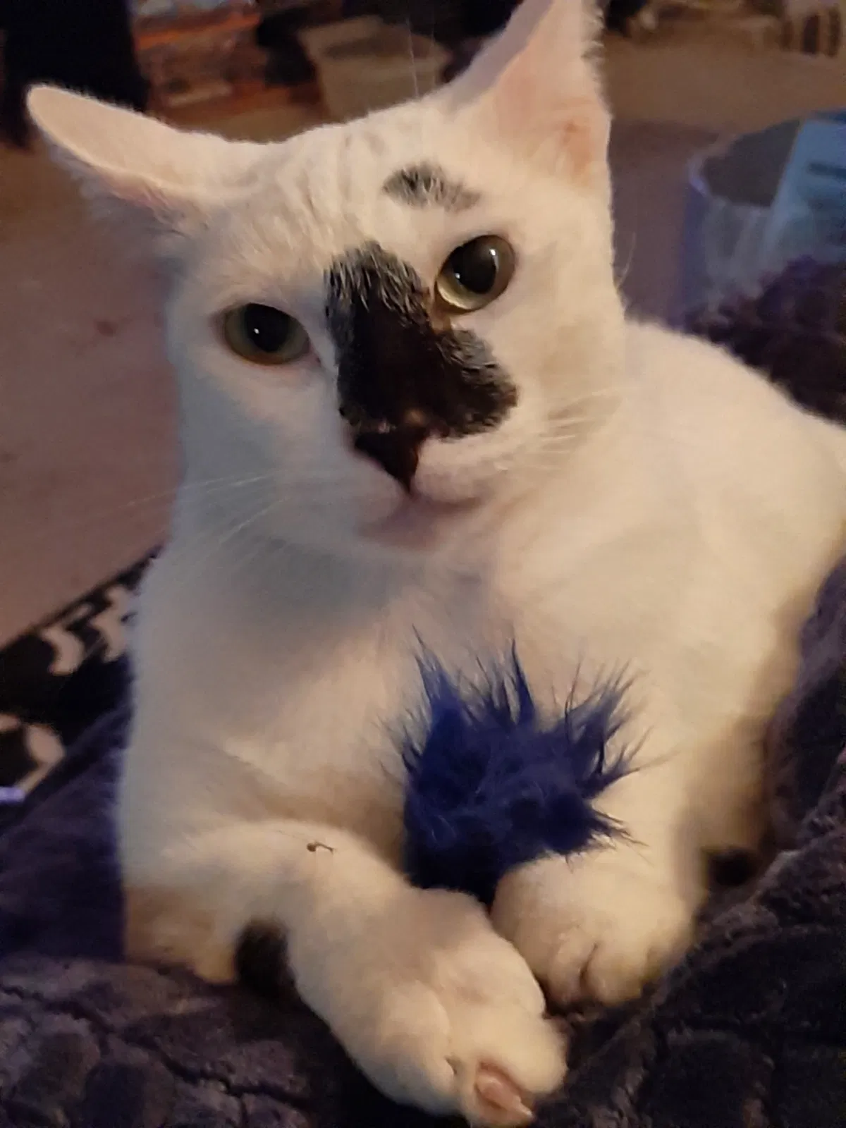 Lost cat in Houston, TX, 77070