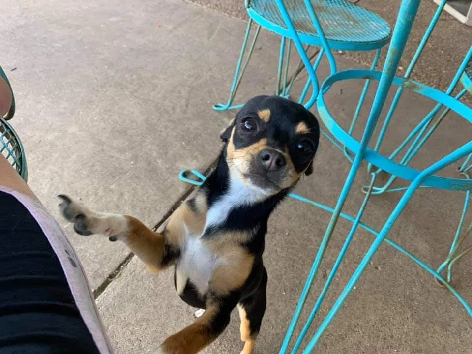 Lost dog in Grand Prairie, TX, 75052