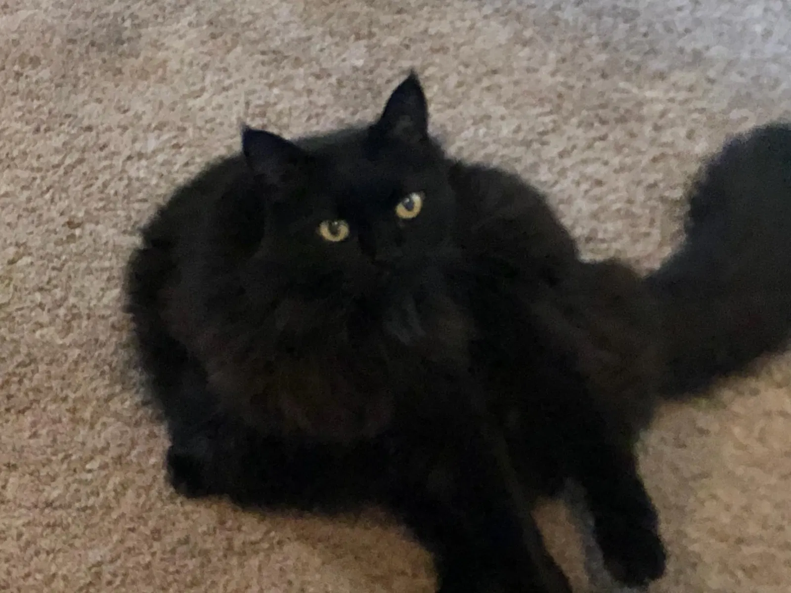 Lost cat in Houston, TX, 77015