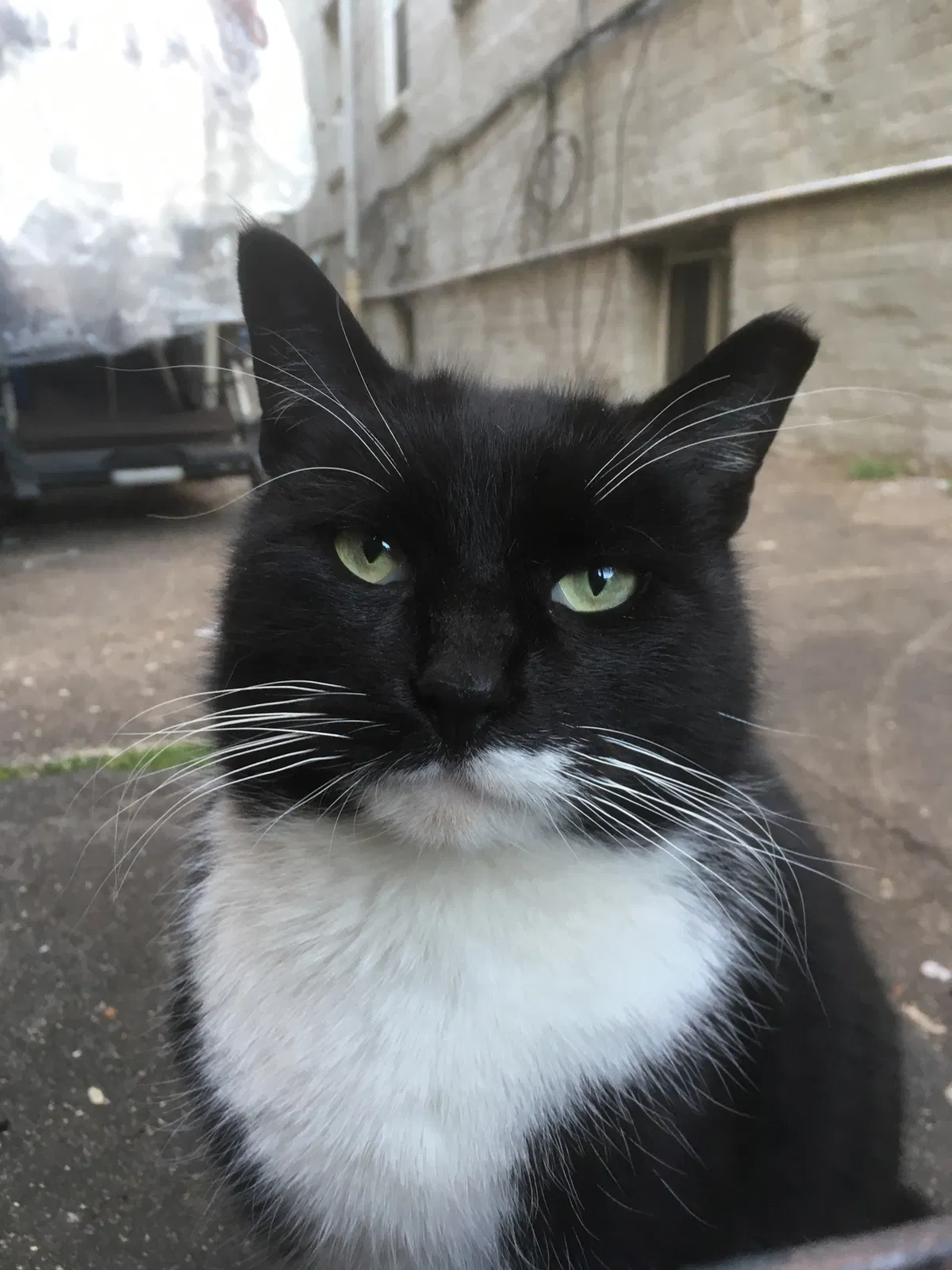 Lost cat in Brooklyn, NY, 11232