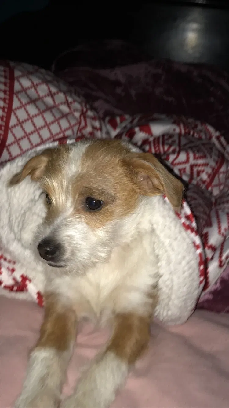 Lost dog in Alvin, TX, 77511