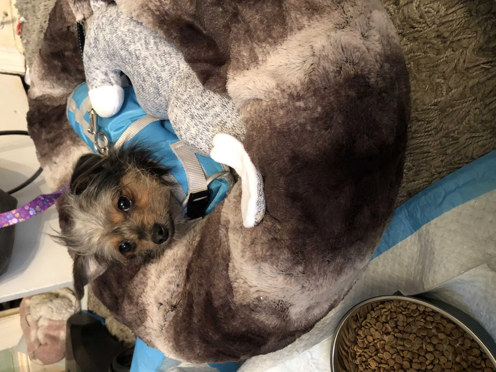 Lost dog in Drexel Hill, PA, 19026