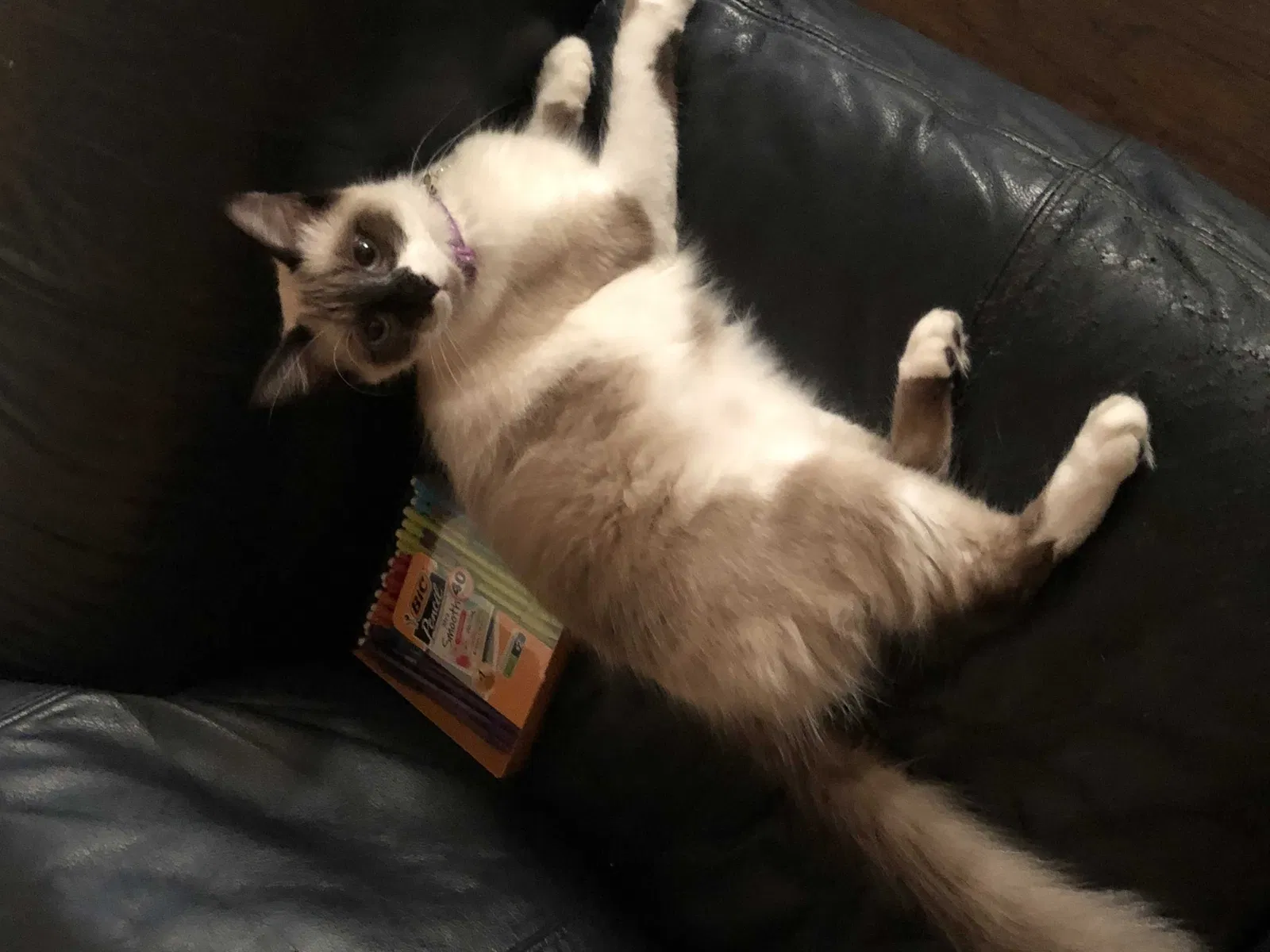 Lost cat in Fort Worth, TX, 76112