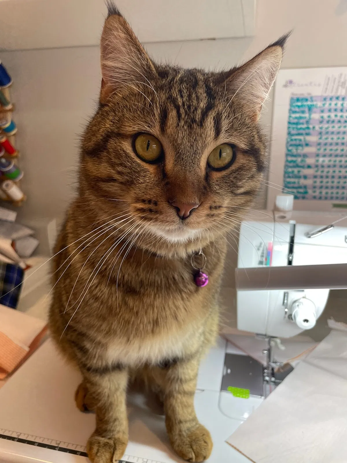 Lost cat in Farmington, UT, 84025