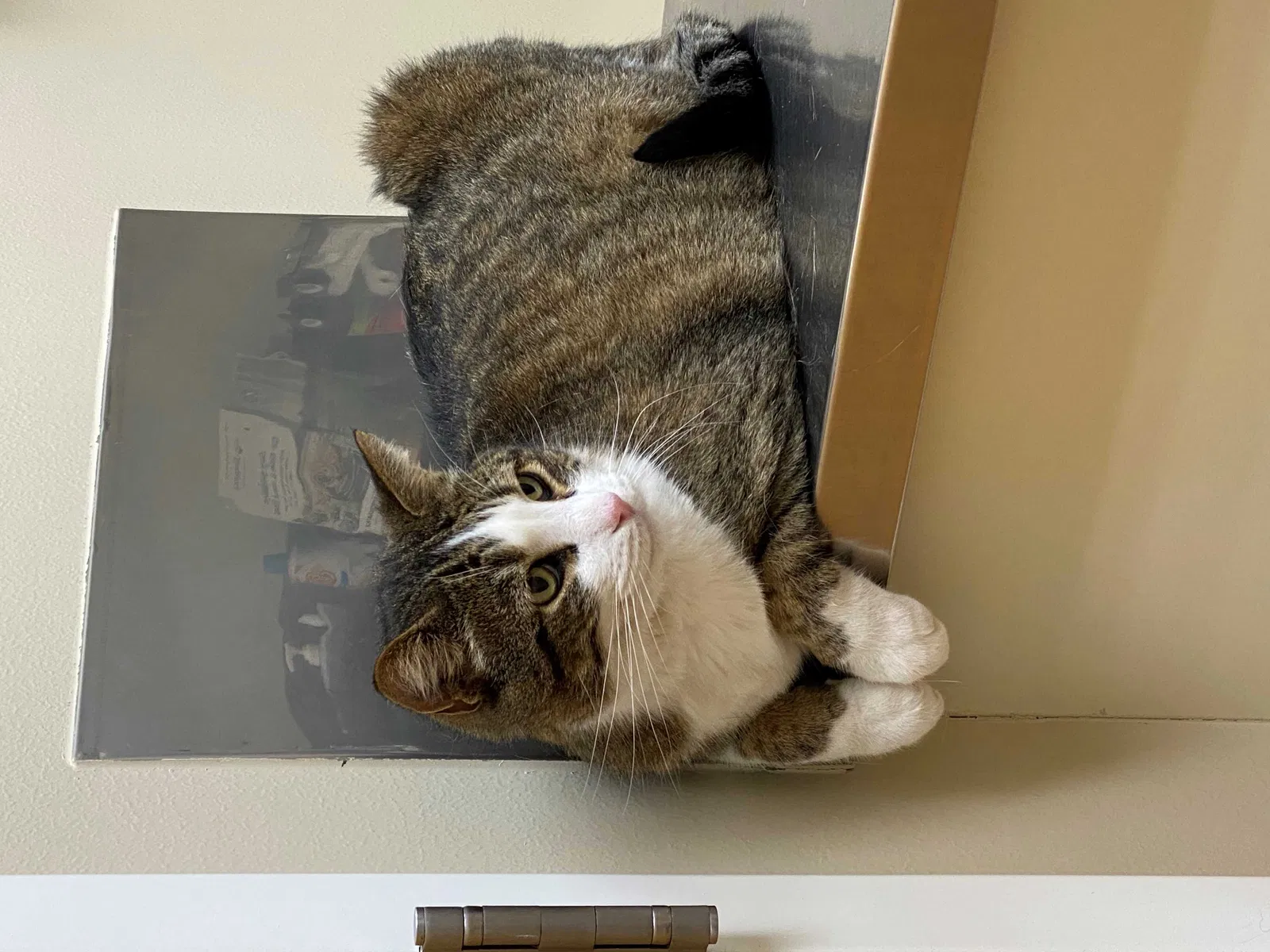 Lost cat in Clearfield, UT, 84015