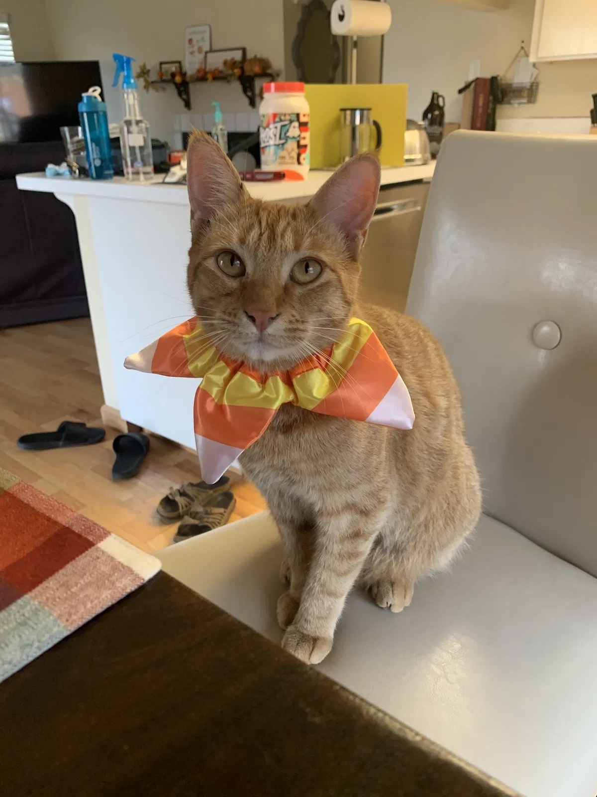 Lost cat in Visalia, CA, 93277