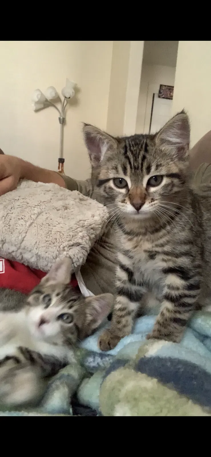 Lost cat in Madera, CA, 93637