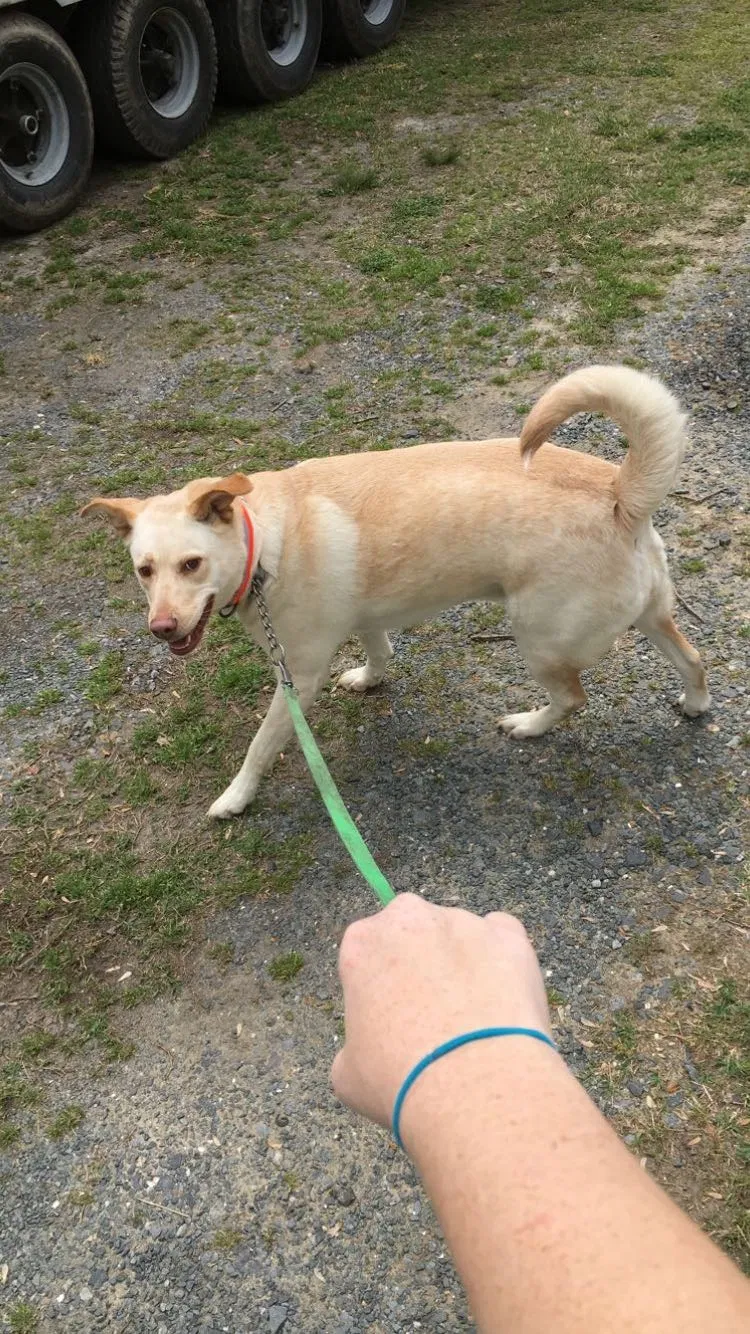 Lost dog in Federalsburg, MD, 21632