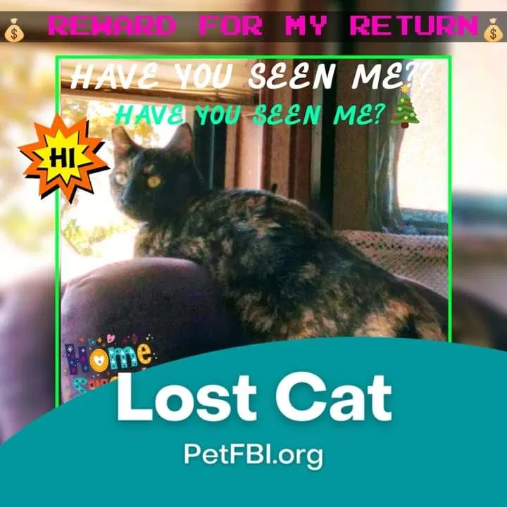 Lost cat in Salinas, CA, 93901