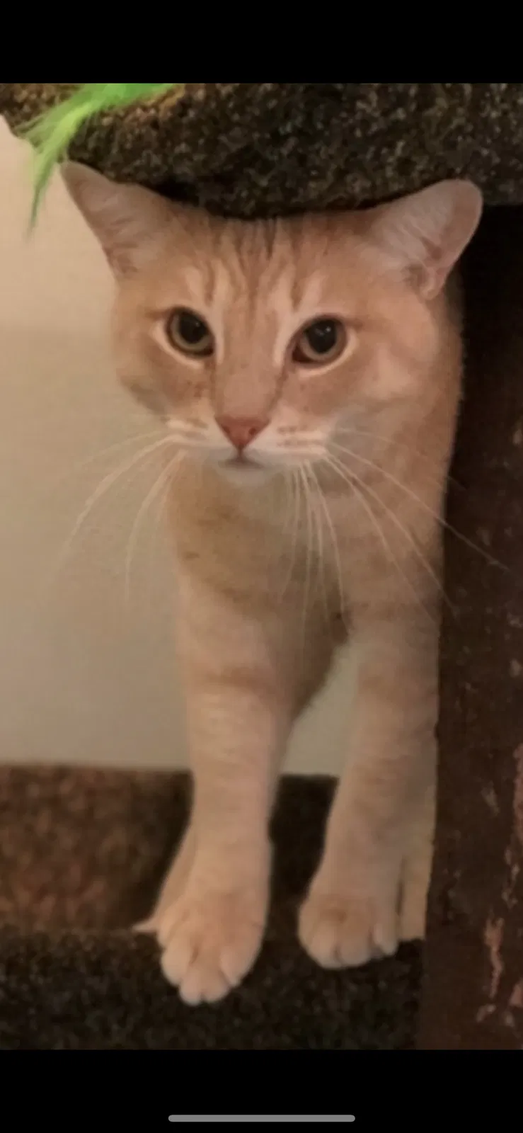 Lost cat in Fort Worth, TX, 76148