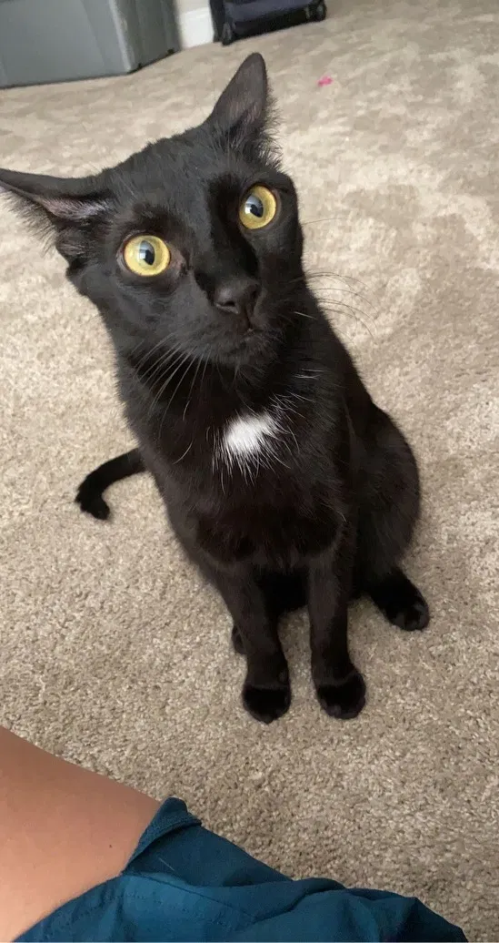 Lost cat in Raleigh, NC, 27604
