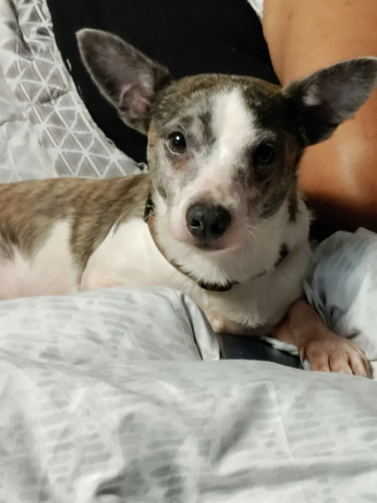 Lost dog in Starr, SC, 29684