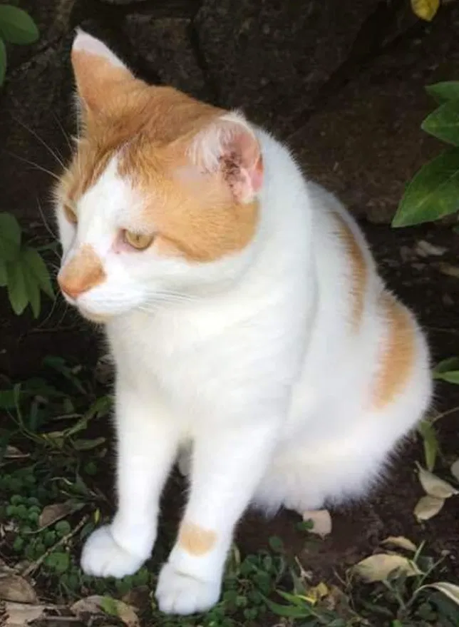 Lost cat in Granbury, TX, 76048