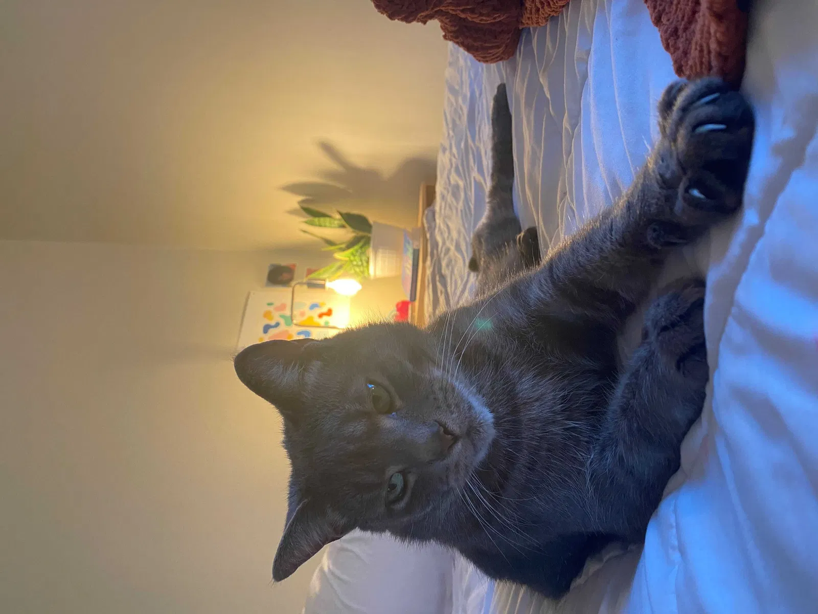 Lost cat in Marlton, NJ, 8053