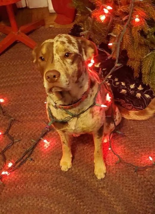 Lost dog in Memphis, TN, 38107