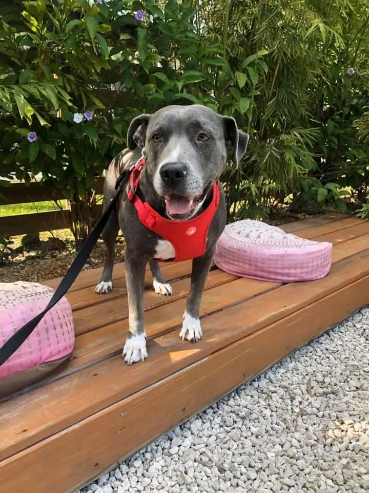 Lost dog in Miami, FL, 33187