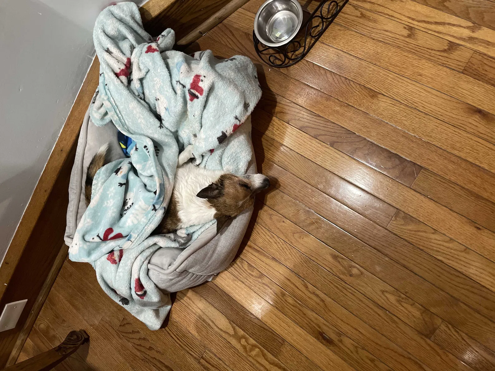 Found dog in Pennsauken, NJ, 8110