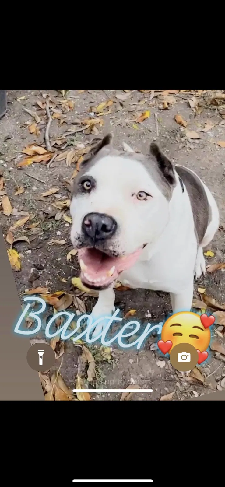 Lost dog in San Antonio, TX, 78211