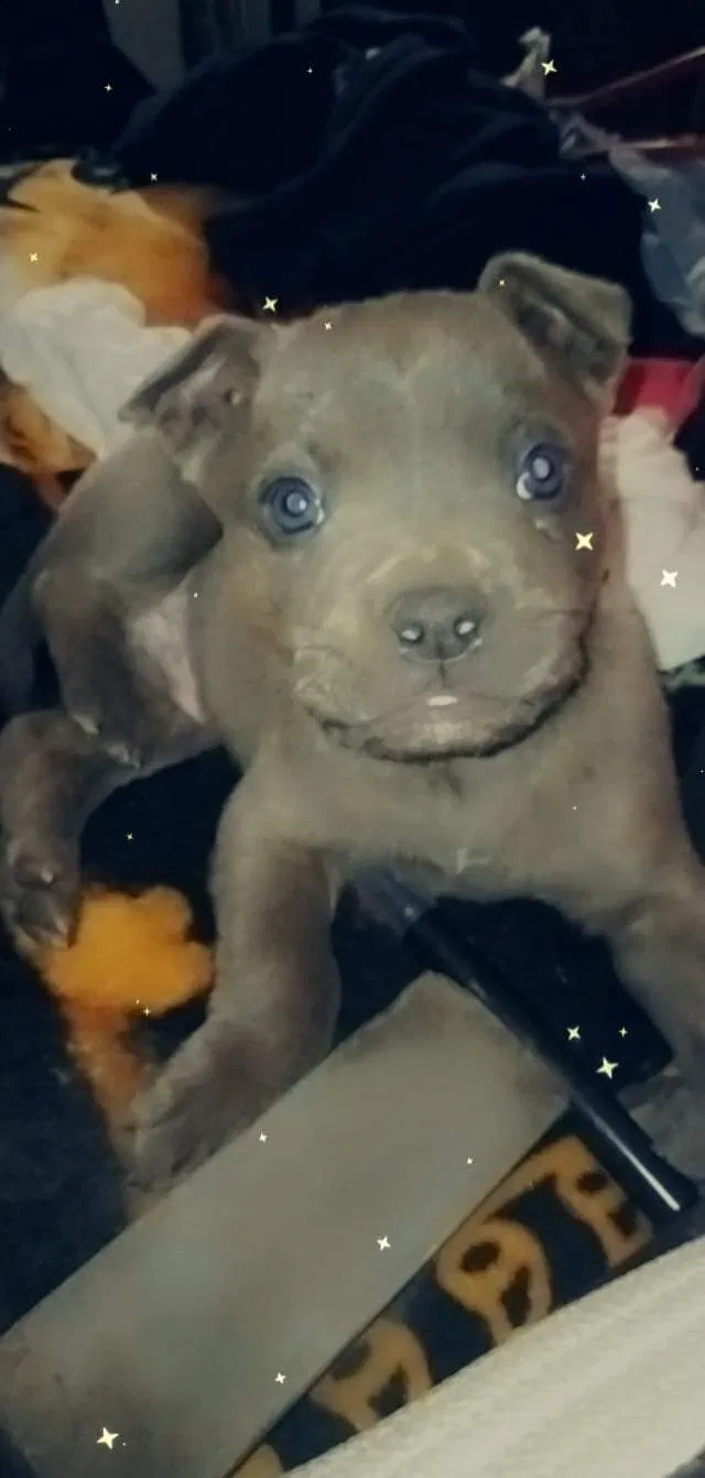 Lost dog in Amarillo, TX, 79104