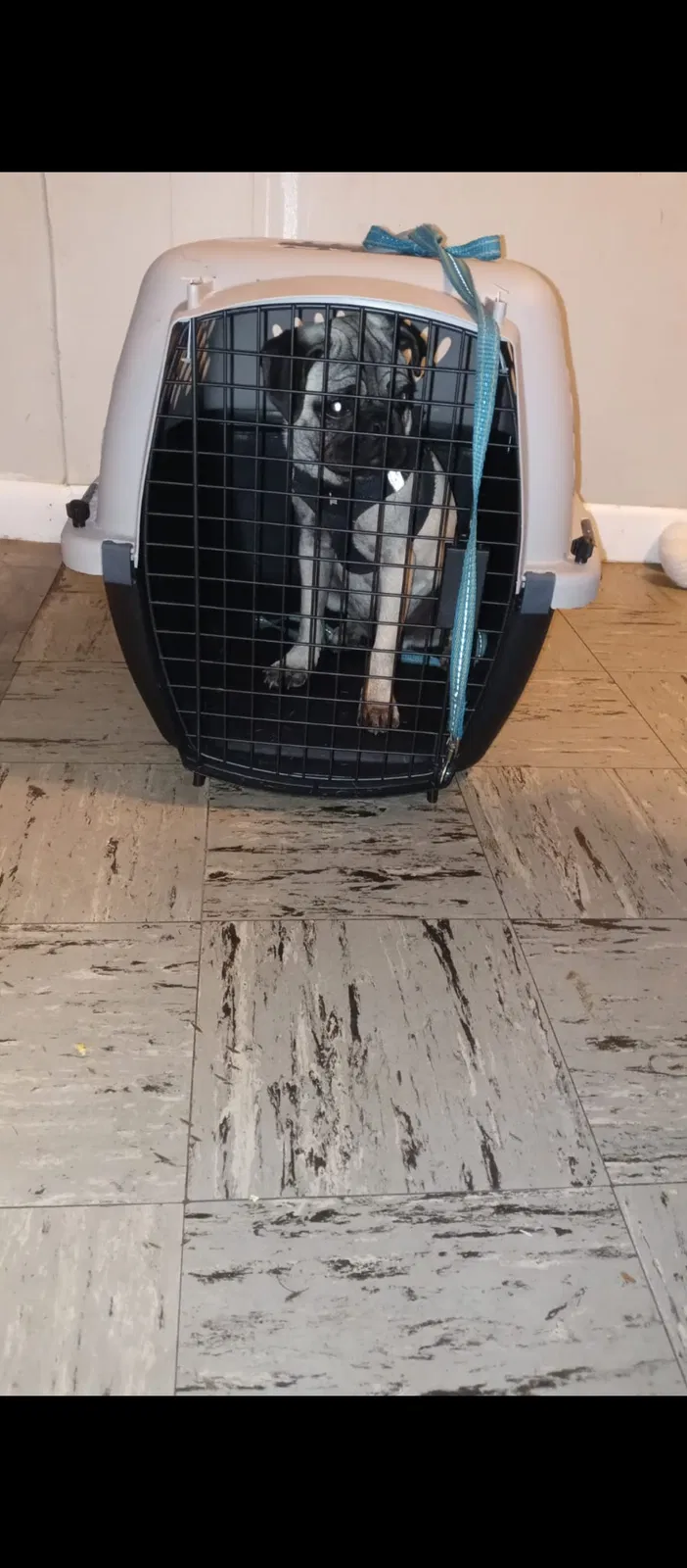 Lost dog in San Antonio, TX, 78207