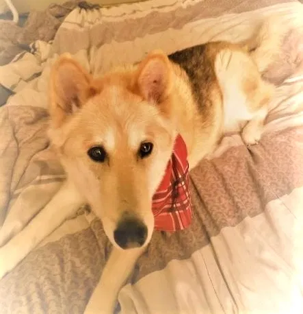 Lost dog in Indianapolis, IN, 46239