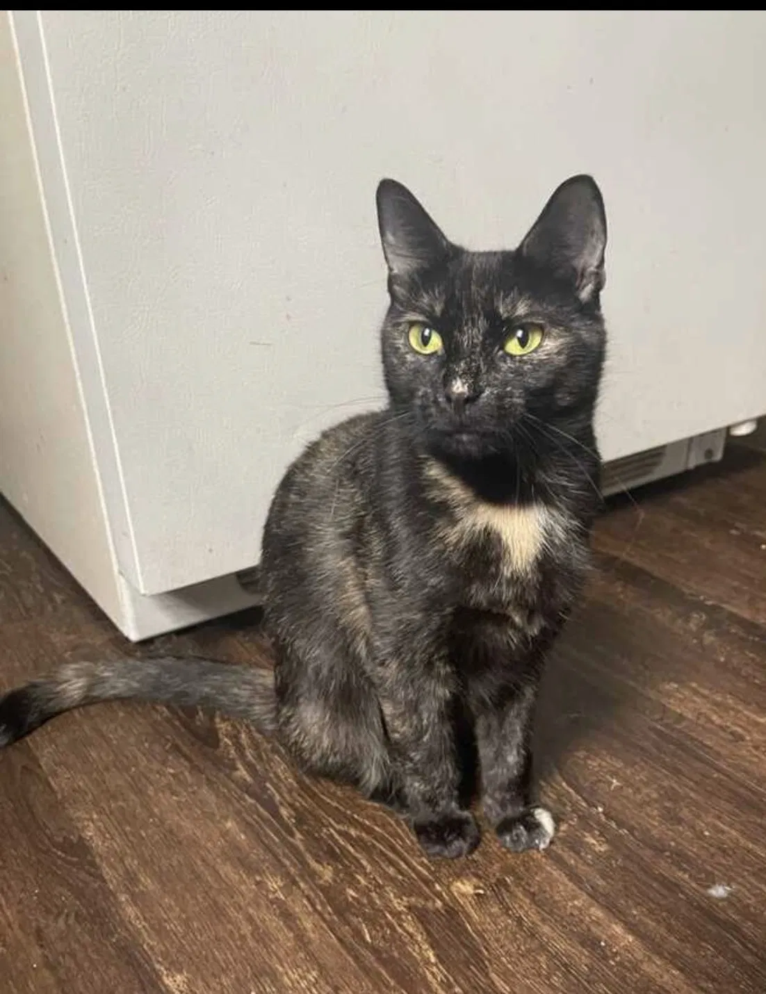 Lost cat in Lancaster, PA, 17602