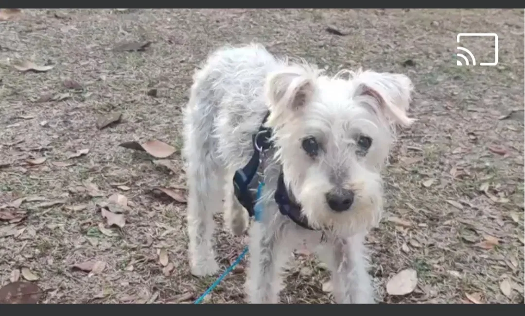 Lost dog in Apollo Beach, FL, 33572