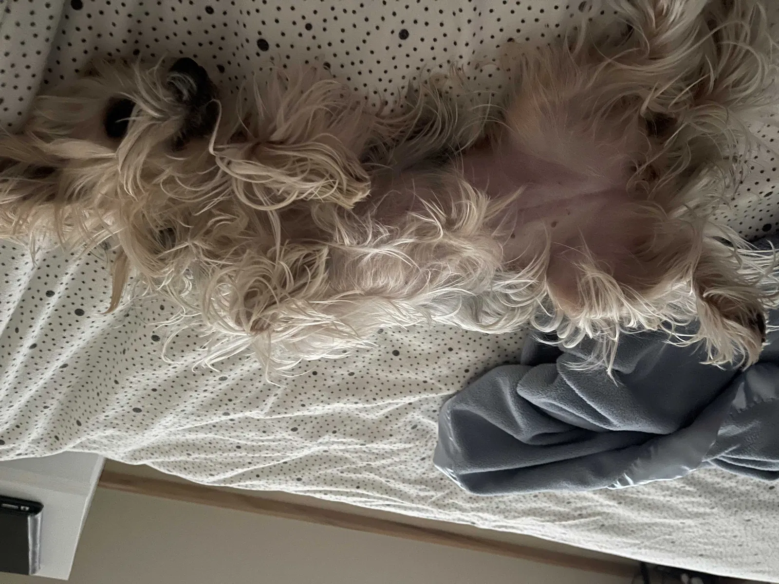 Lost dog in Minneapolis, MN, 55418
