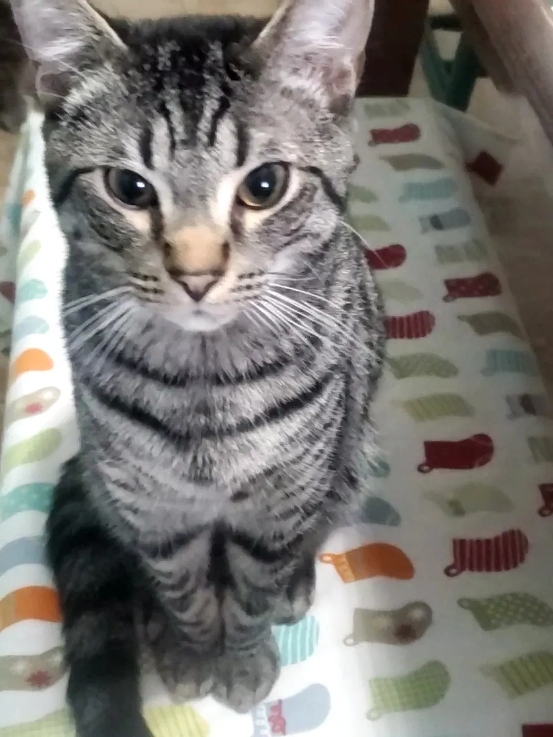 Lost cat in Anderson, SC, 29624