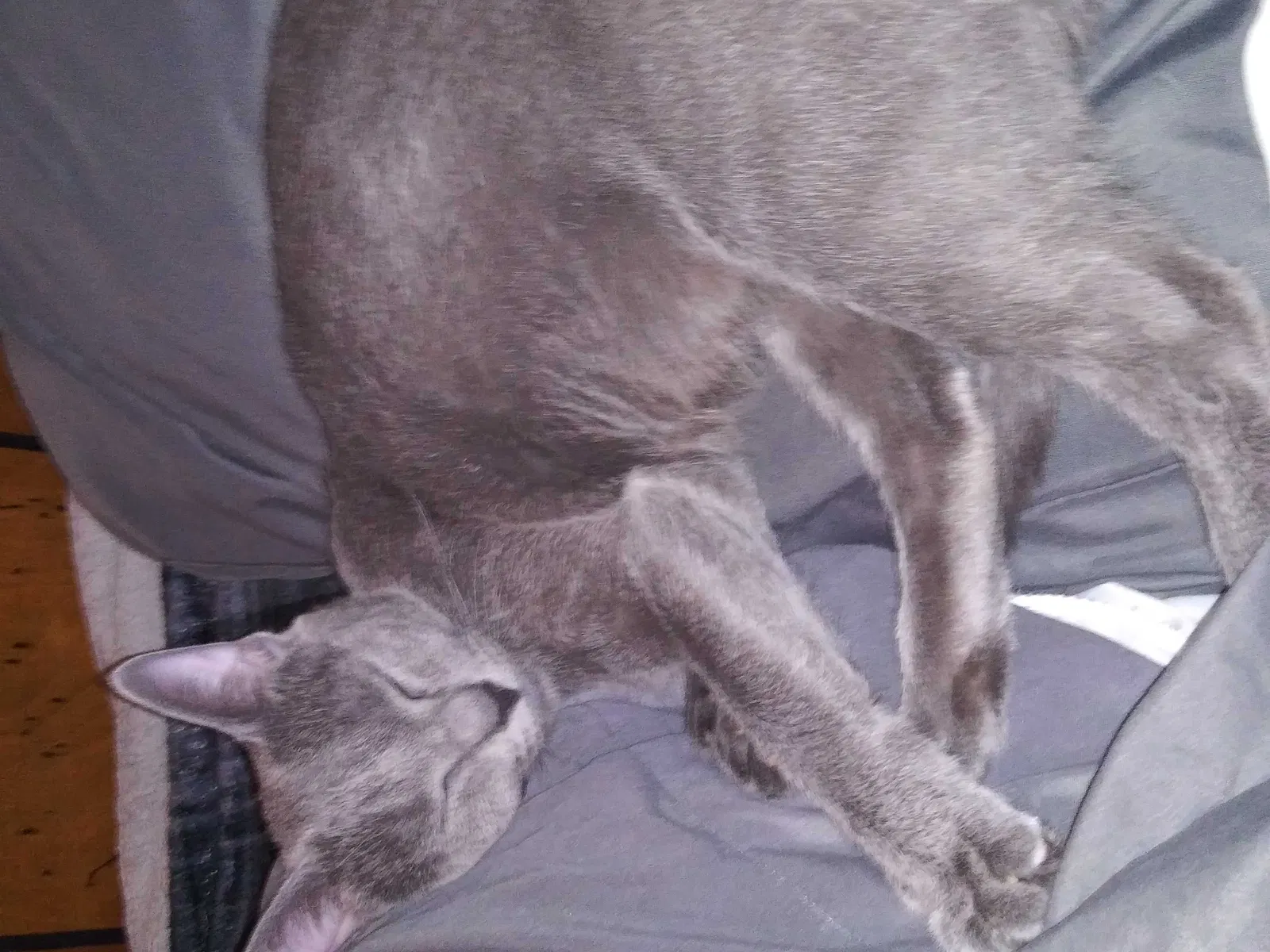 Lost cat in Amarillo, TX, 79118