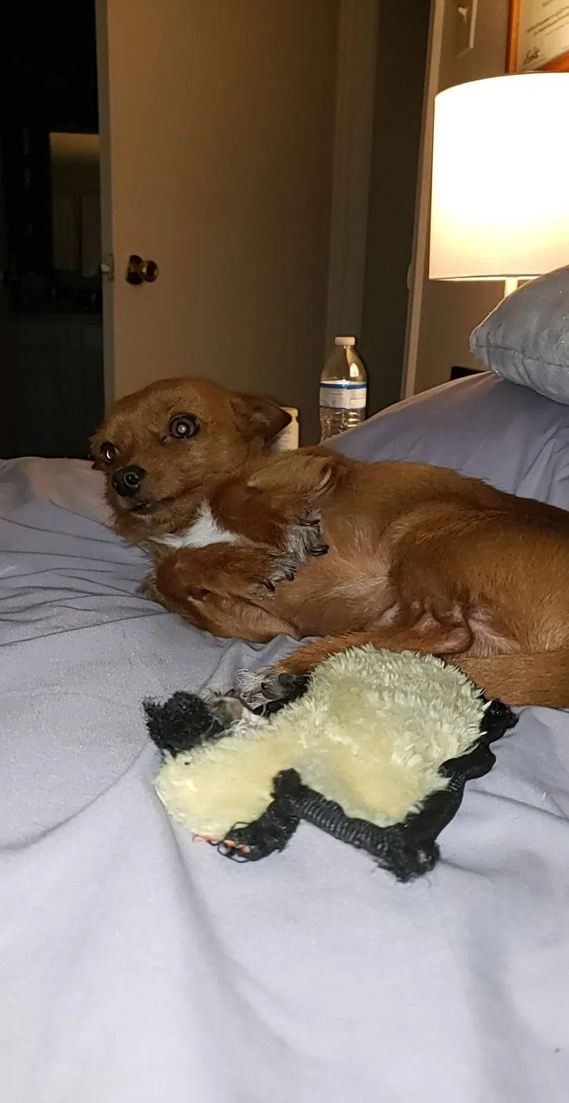 Lost dog in San Antonio, TX, 78216