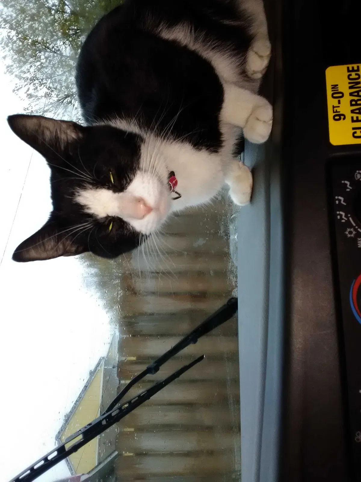 Lost cat in Louisville, KY, 40212