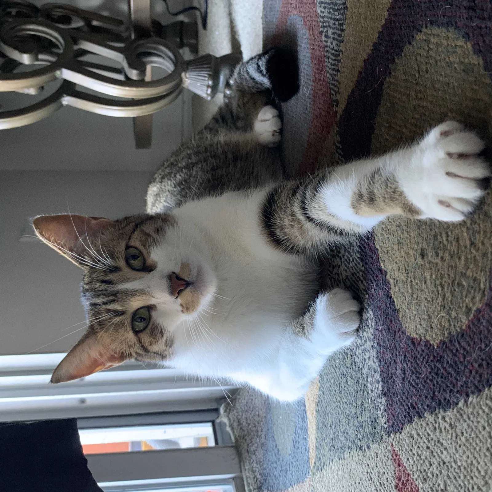Lost cat in Vista, CA, 92084
