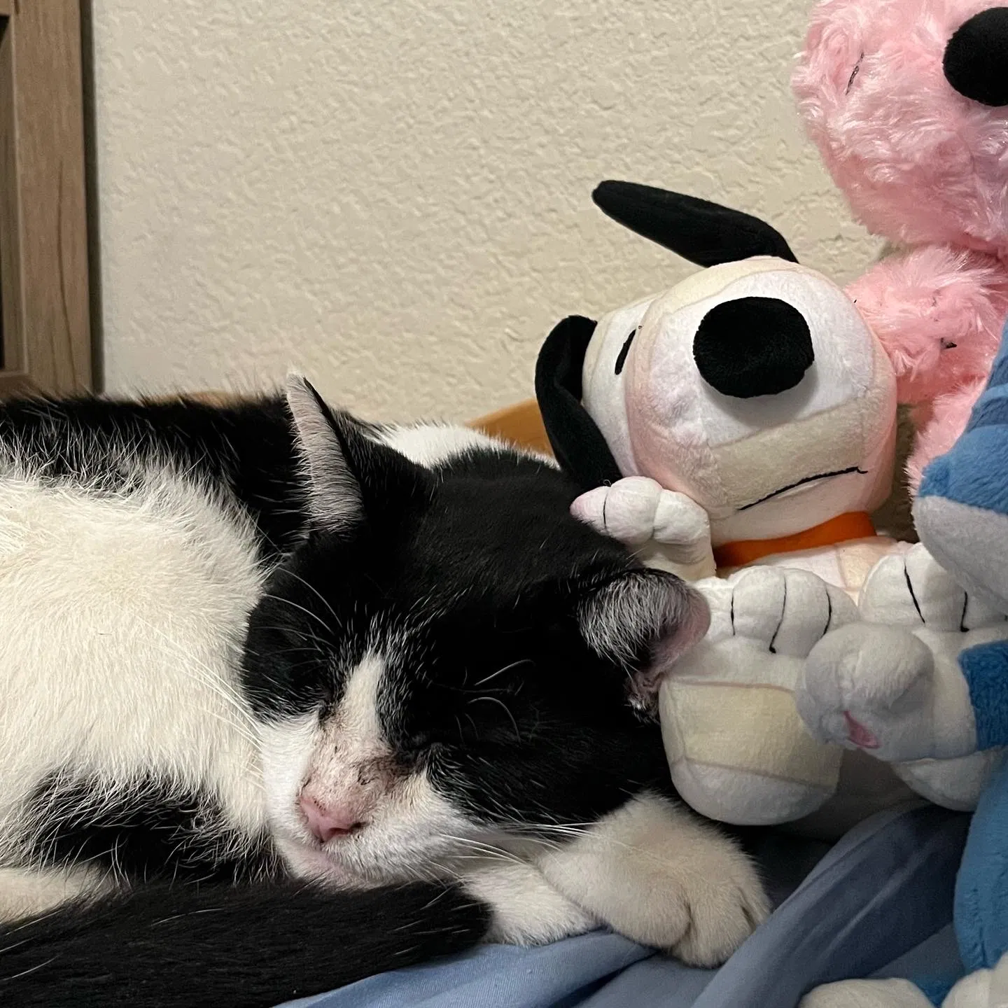 Lost cat in Fullerton, CA, 92833