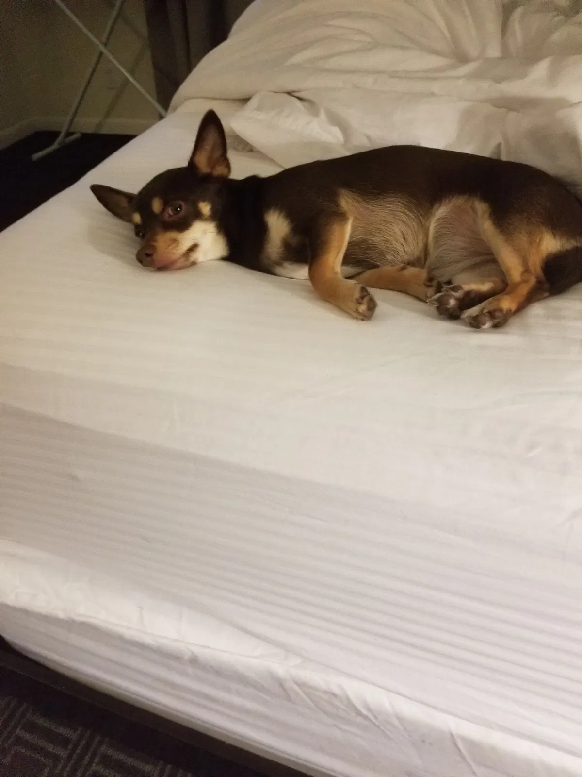 Lost dog in Lancaster, CA, 93535