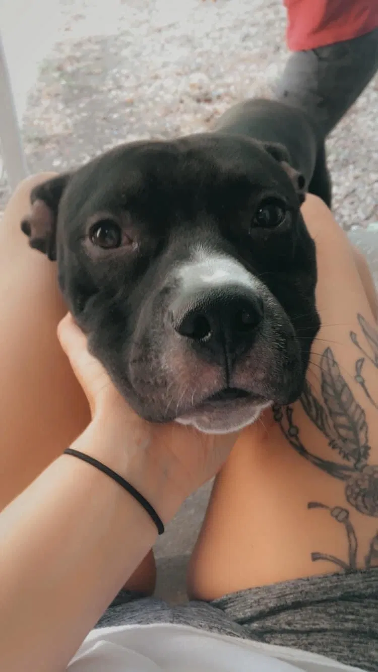 Lost dog in East Galesburg, IL, 61430