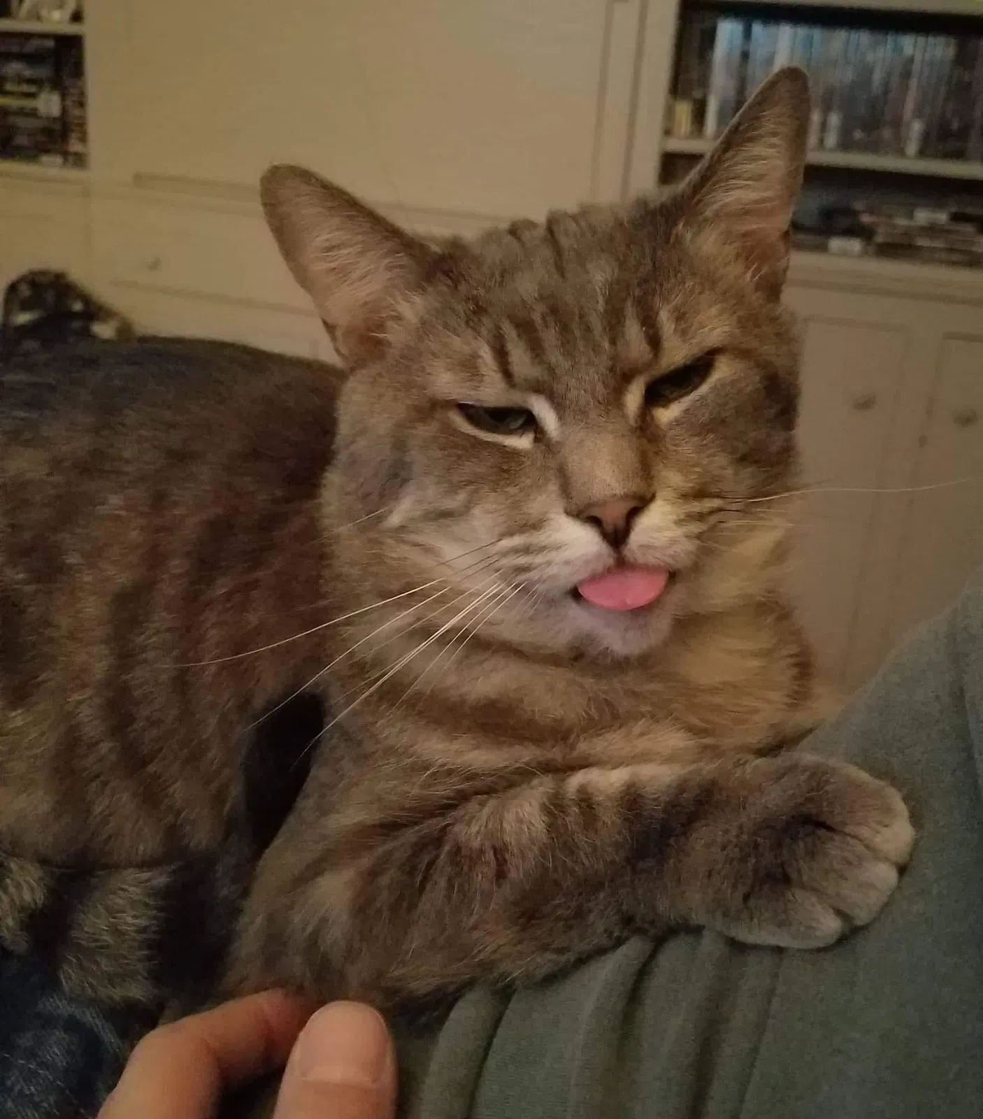 Lost cat in Charlestown, NH, 3603