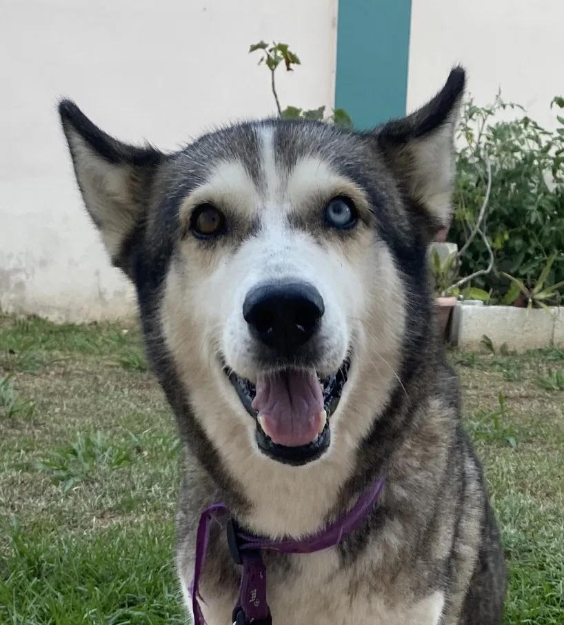 Lost dog in Kissimmee, FL, 34743