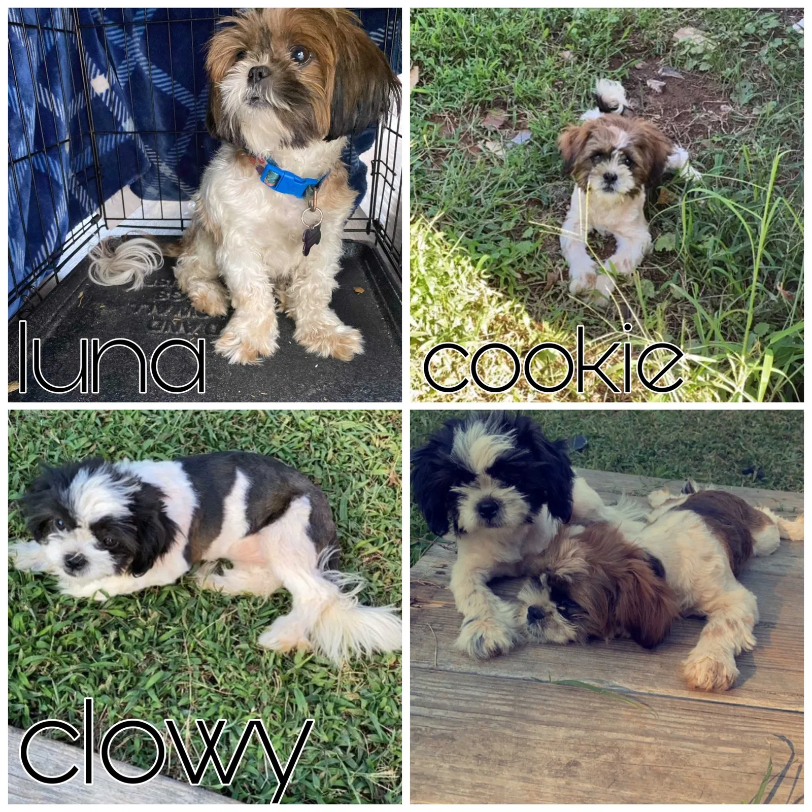 Lost dog in Walkertown, NC, 27051