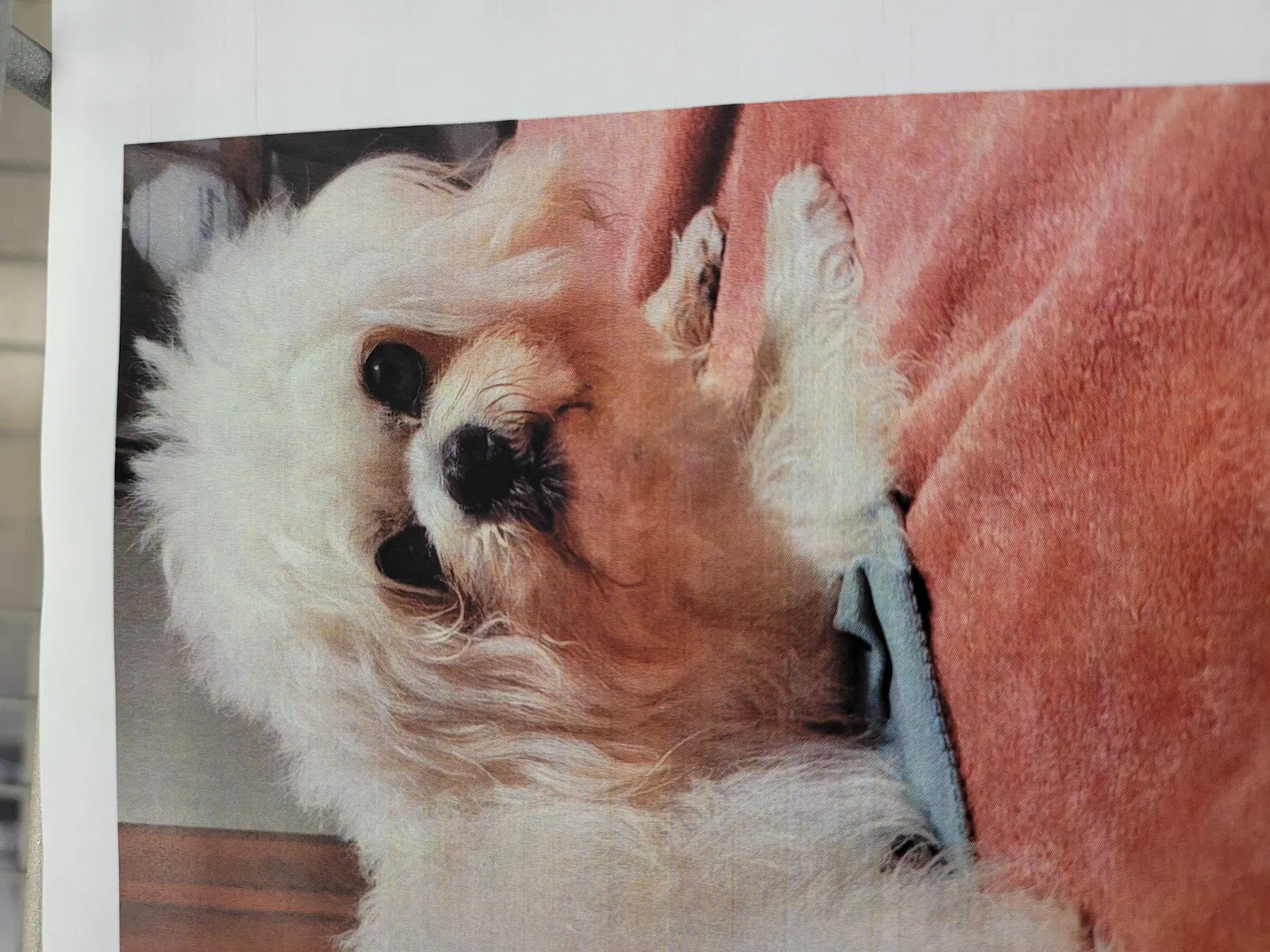 Lost dog in Mesquite, TX, 75150