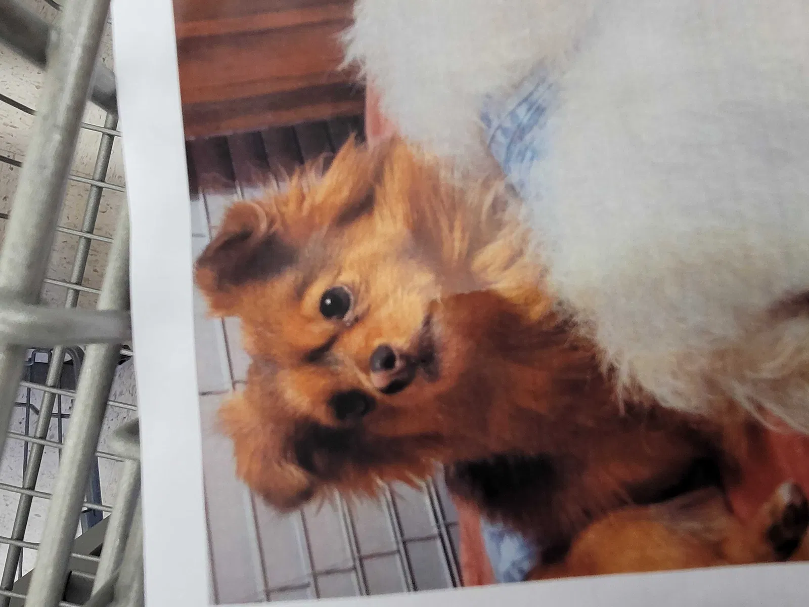 Lost dog in Mesquite, TX, 75150